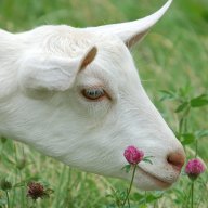 GoatGal
