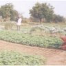 Soil - Cultivator